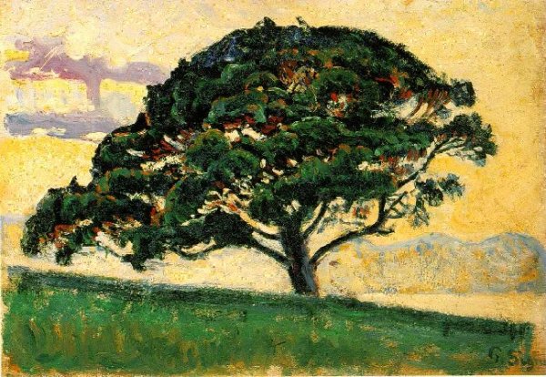 The Large Pine, Saint-Tropez